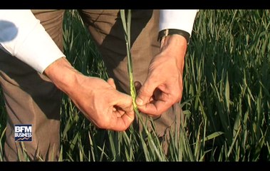 Stéphane Le Foll doit annoncer un nouveau plan d'aide aux céréaliers