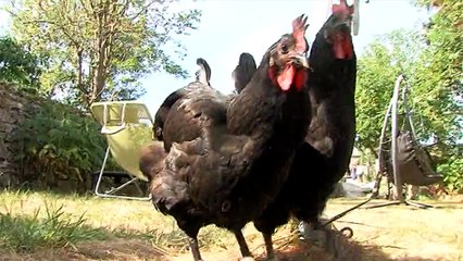 Sud-Touraine: un projet de poulailler géant