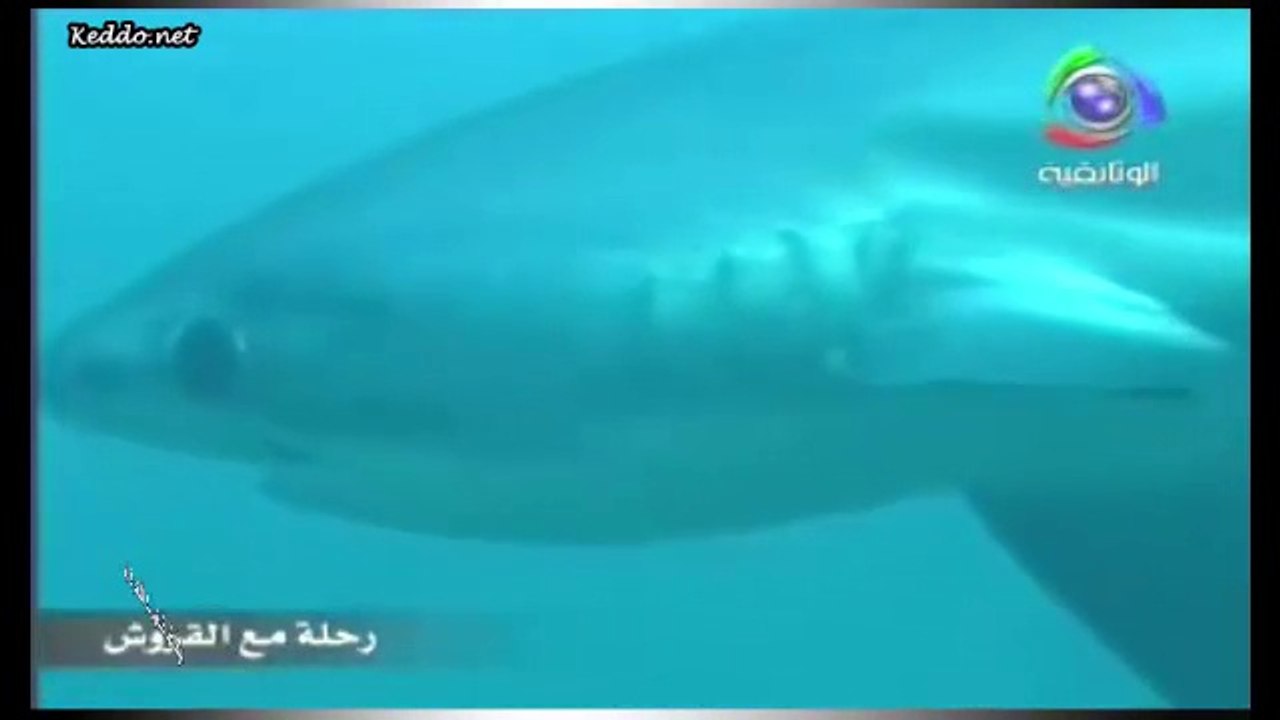 القرش الدراس