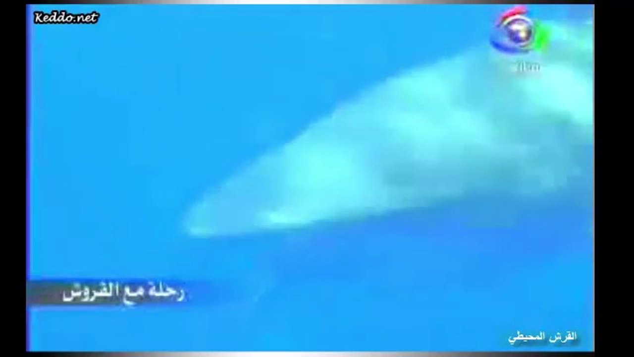 القرش المحيطي