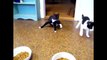 Funny Videos | Drunken Cat | Funny Cat Videos |