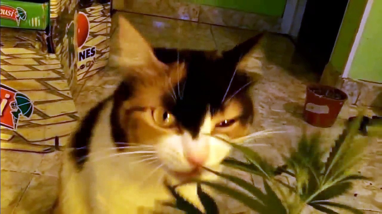 Funny cat Funny videos cute #2