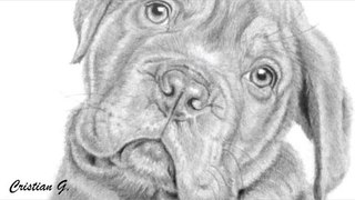 Time-lapse Drawing - Dogue de Bourdeaux / Dogo de Burdeos