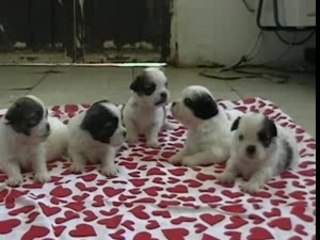 Camada Shih Tzu