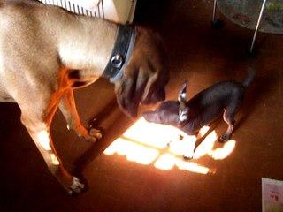 Un petit XOLO au pays des RHODESIAN RIDGEBACK