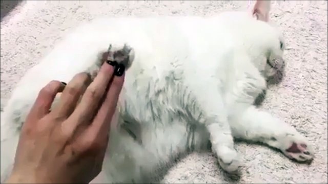 Pas toucher la patte du chat sinon il s'énerve HAHAHA