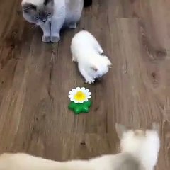 Mes parents m'ont emmené à la fête foraine pour la première fois.