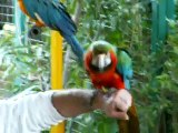 Funny Animals - Parrot boweds down to the audience