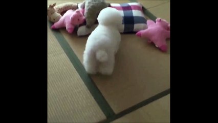Ce caniche fait tout comme sa peluche!