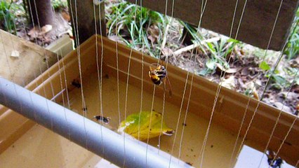 frelon asiatique secoué par 2500 volts