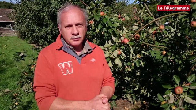 Dinan. Pommes : une petite année marquée par la sécheresse