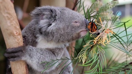 un Koala fait mumuse avec un papillon