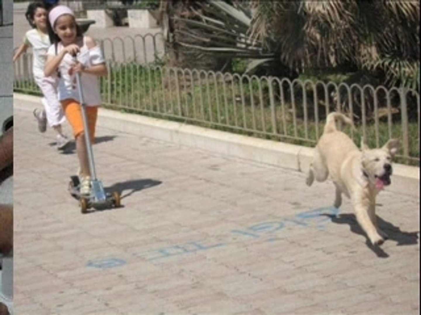labrador fantastico