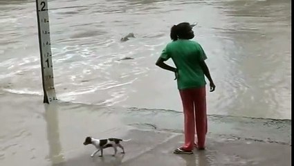 Timsahı terlikle kovaladı