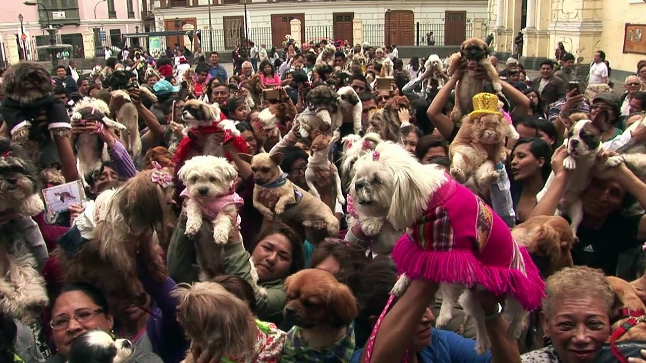 Haustier-Segnung in Peru