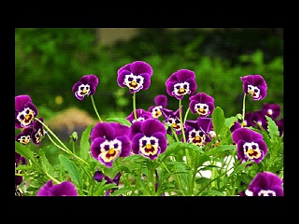 GEORGE WASSOUF- best mix !!!