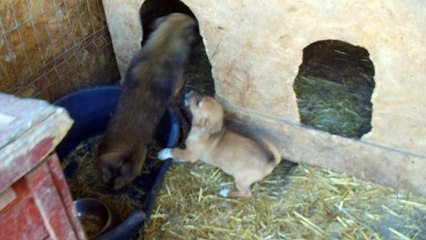 Ville puppies
