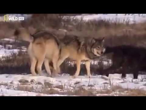 National geographic - Black Wolf's Secret Life - BBC wildlife animal documentary 2016