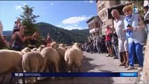 Alpes-Maritimes : la transhumance est une grande fête populaire à Roubion