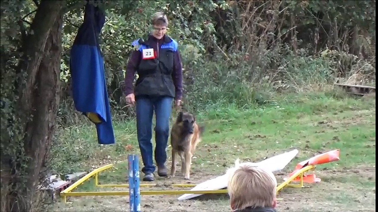 La Ckaliksou élevage de B.B. Tervueren Nickel Obéissance "débutant"