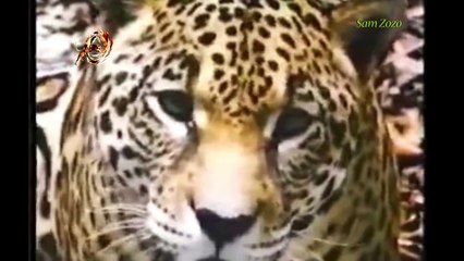 Скачать видео: Leopard vs crocodile. Jaguar attack anaconda. Lion vs python snake Wild Animal attacks Animal fight