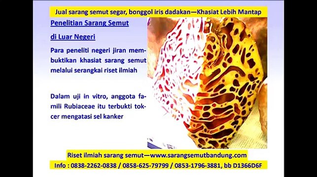 Riset Ilmiah Sarang Semut