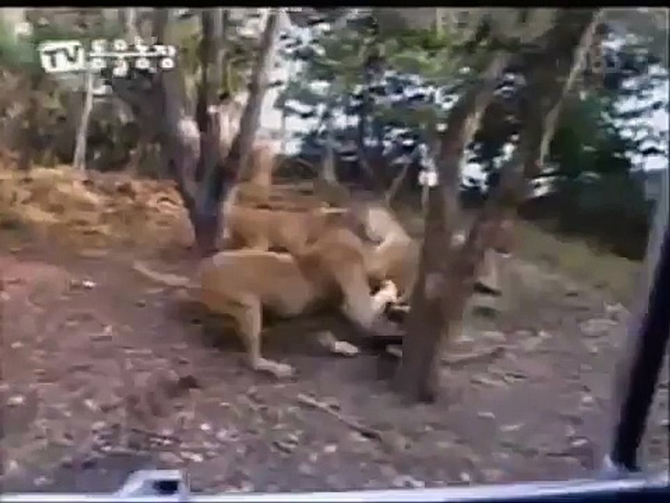 Lion vs Tiger Real Fight,Wild Animal Fight (Amazing Videoll