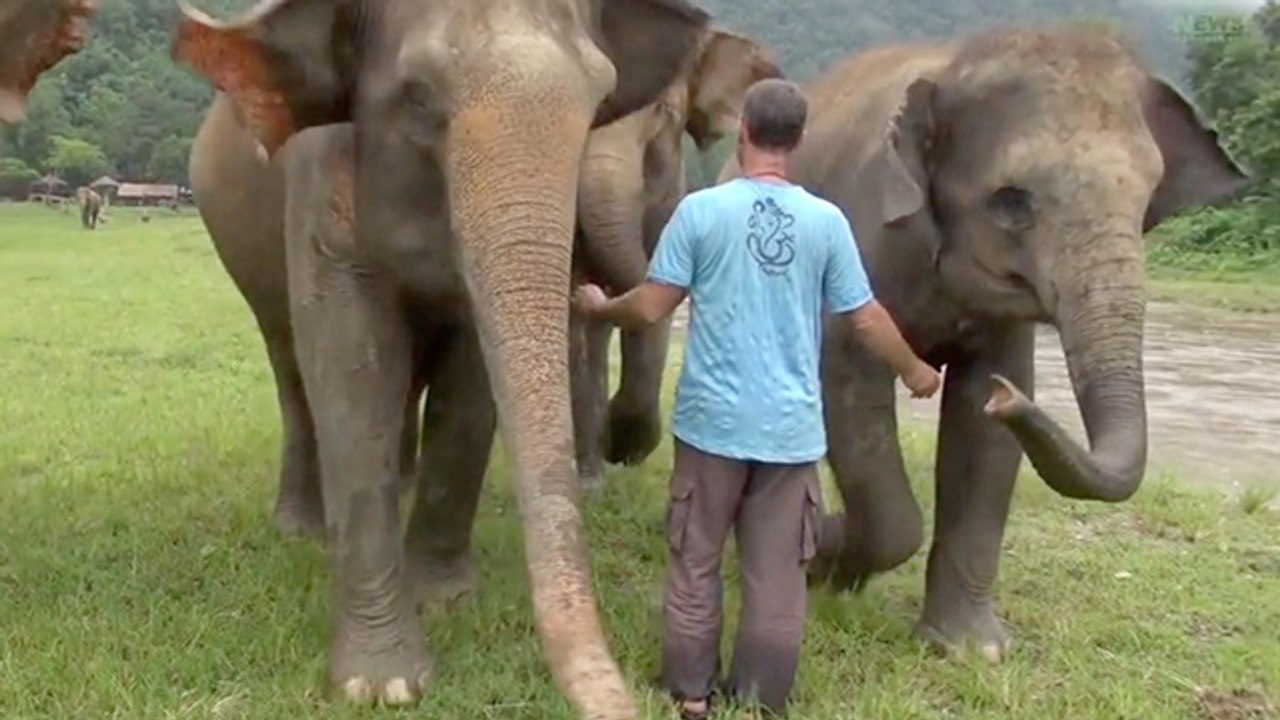 Elephants Share Special Friendship With Volunteer & Elephant 'Lifeguard' To The Rescue