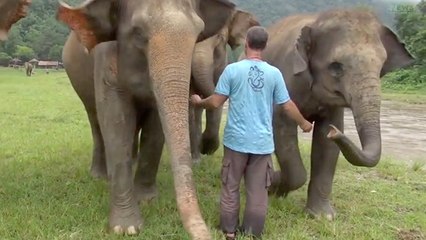 Elephants Share Special Friendship With Volunteer & Elephant 'Lifeguard' To The Rescue