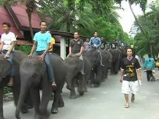 Thai elephants love mom