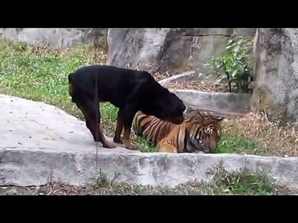 tiger and dog ll
