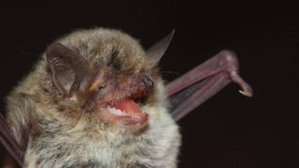 Hatay'da Nesli Tehlikede Olan 3 Yarasa Türüne Rastlandı