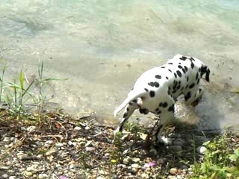 Biscuit à l'eau