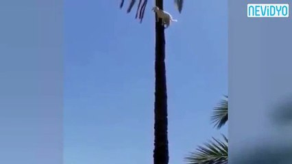 Ağacın Tepesinde Keçi Görenler