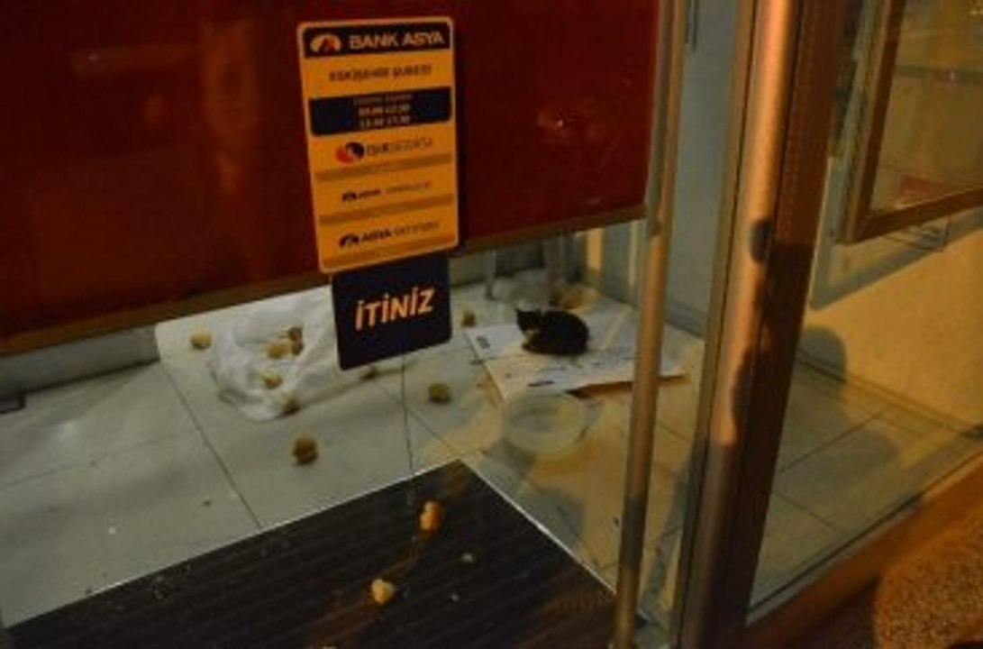 Bank Asya'da Kedi Yakalama Operasyonu