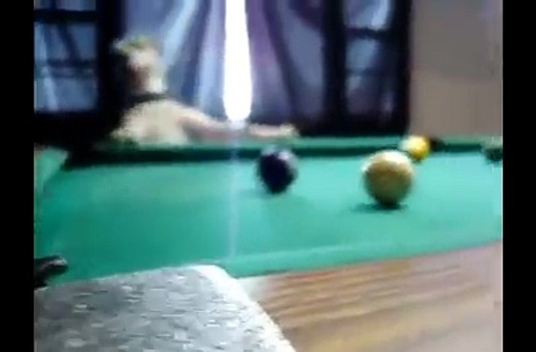 Bilardo Ustası Yetenekli Köpek