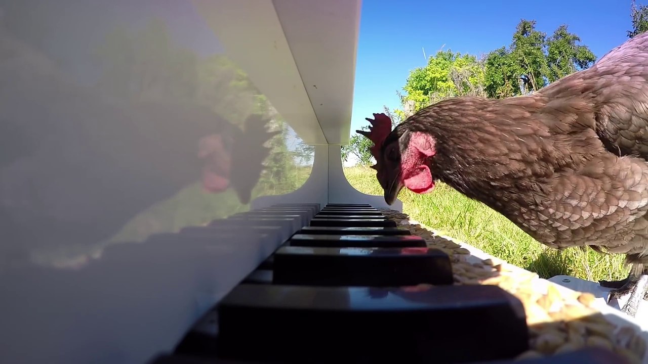 Piano joué par une poule... Beethoven serait fier LOL
