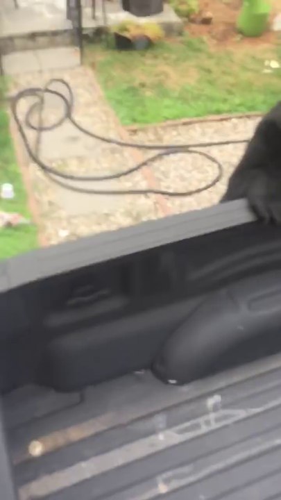 Ce petit ours brun surpris la tête dans les poubelle veut jouer