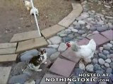 Intervention des poulets