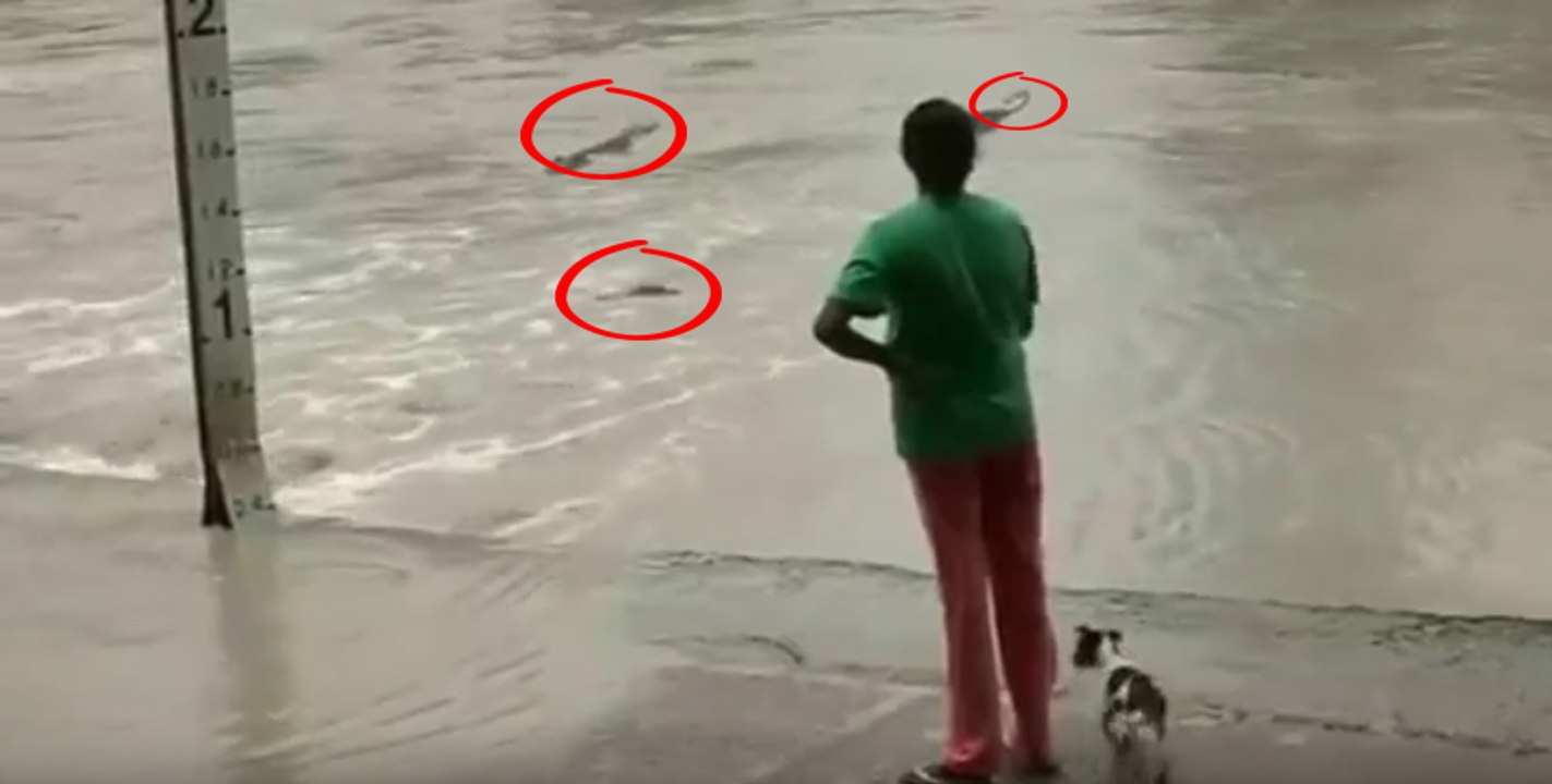 Look How this  gorgeous women face 3 crocodiles