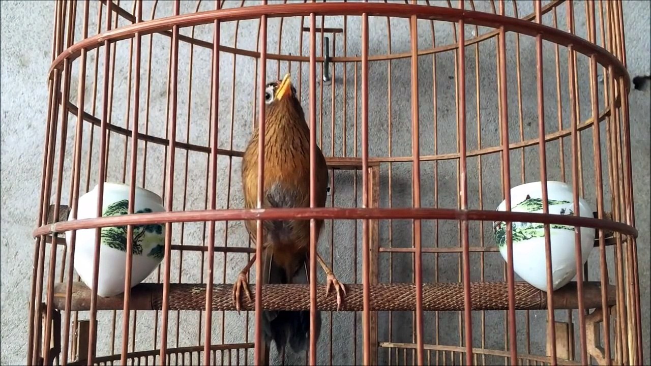Chú chim họa mi hót cực hay