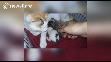 Man tickles one-day-old kittens