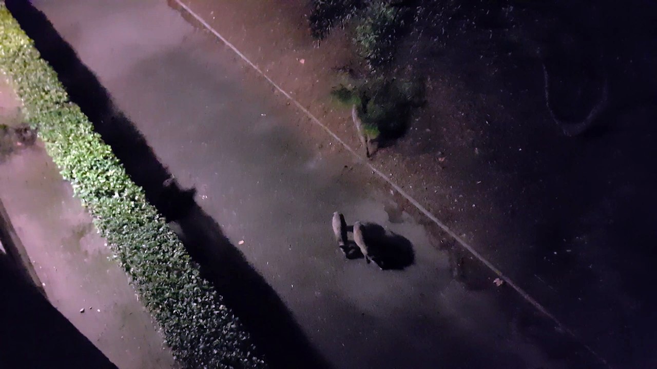 Marseille : des sangliers au pied des immeubles