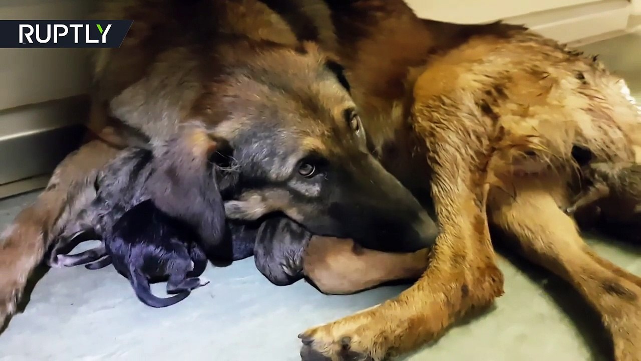 Sahipsiz köpek Moskova metrosunda 9 yavru doğurdu