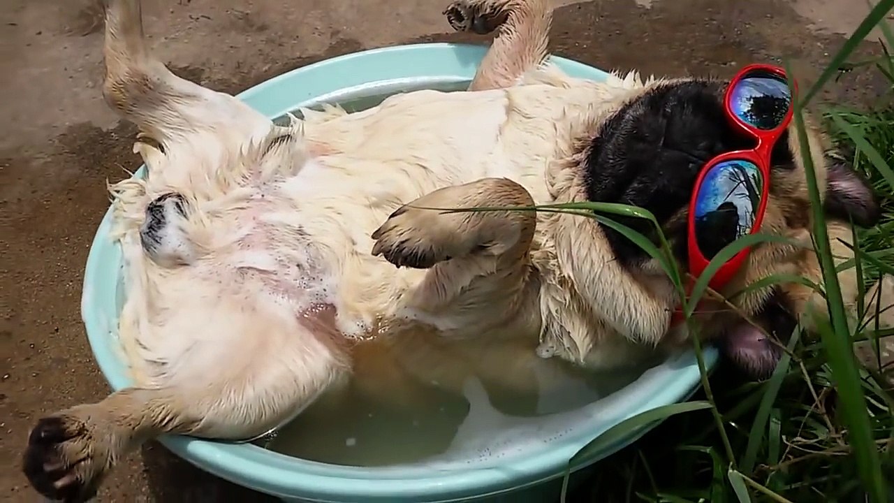 Summer Snoozing Pug Snores and Farts