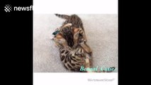Bengal kittens fighting is 'vicious'