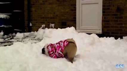 Snow Pugs Compilation     CFS - YouTube