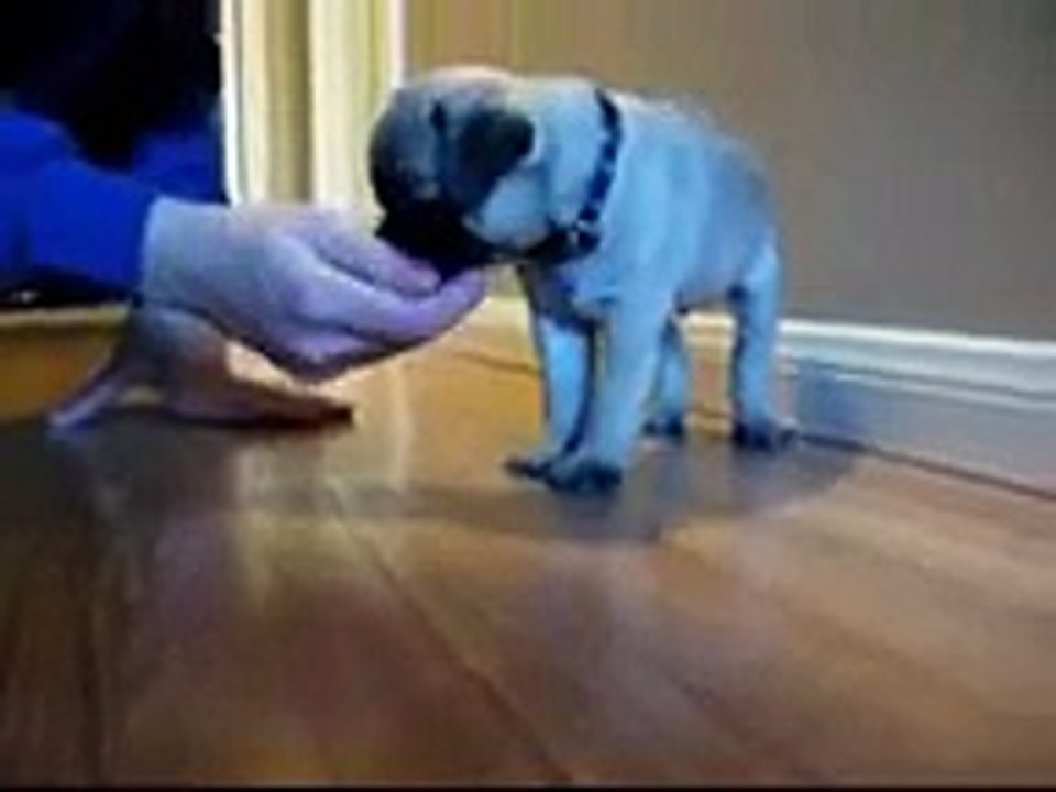 Stewie  World s Cutest Pug