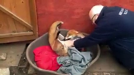 GOOSEBUMPS! Rescued Fox Does THIS To The Man Who Saved Her Life