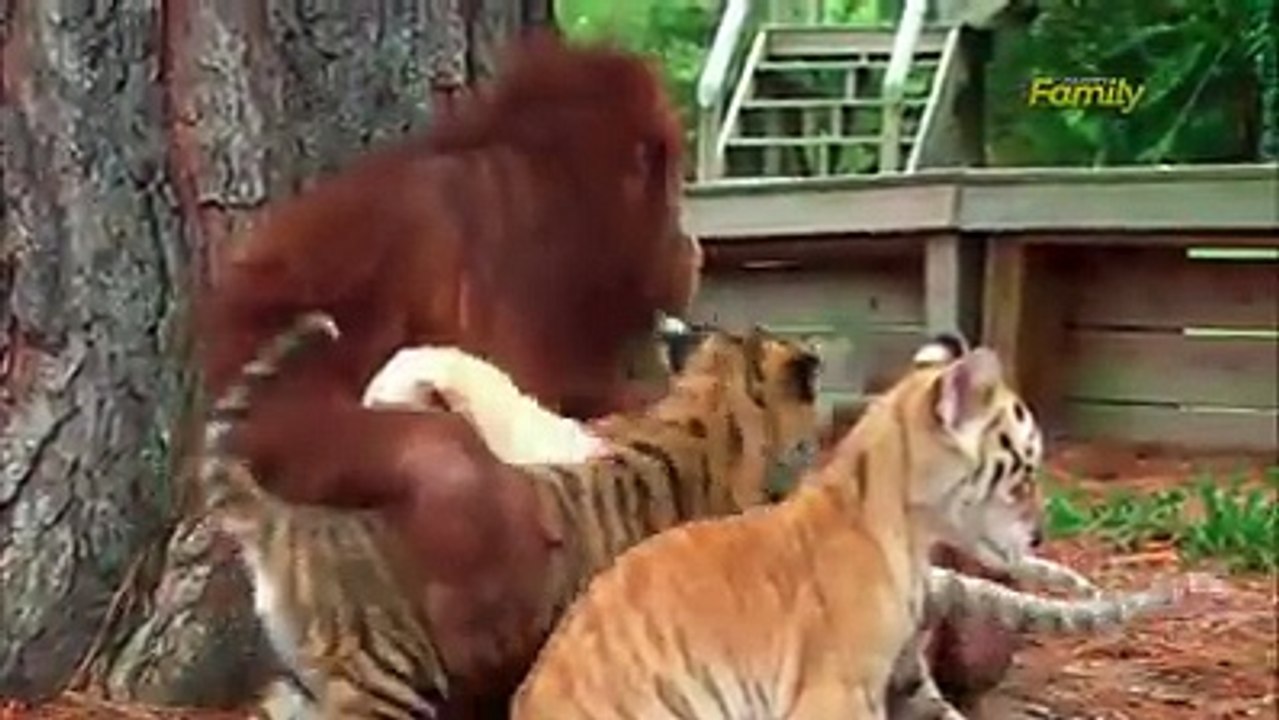 Monkey and Tiger Playinf Together